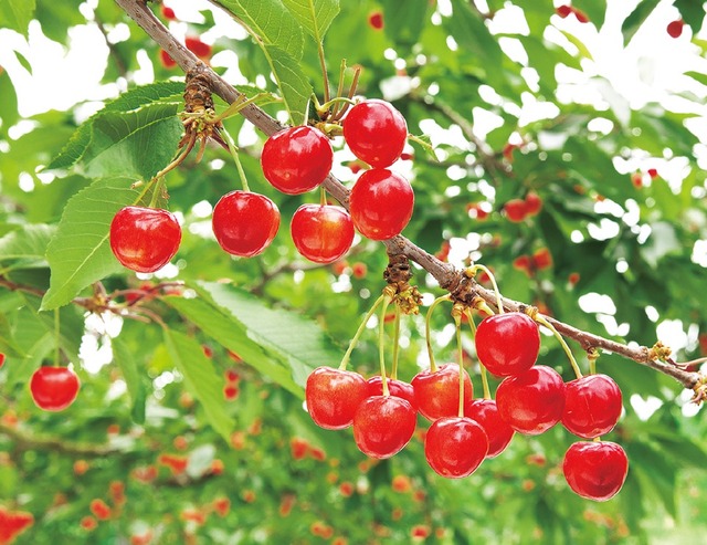 7大、山形県の名物「さくらんぼ」「米沢牛」「山形新幹線」「銀山温泉」「冨樫義博」 「橋本マナミ」