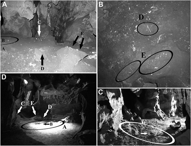 Views_of_the_Dinaledi_Chamber