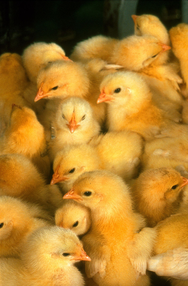 800px-More_chicks