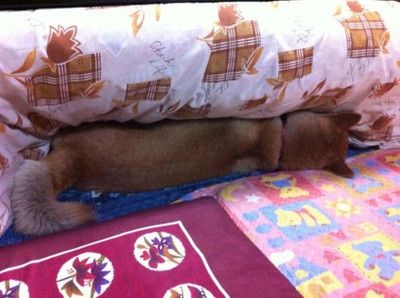 20130424044700_248_1