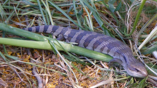 Immature_eastern_blue_tongued_lizard
