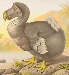 ExtinctDodoBird