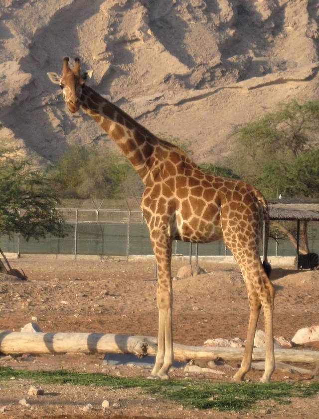 キリンって上の葉を食べる為に首が伸びたのではなくて首が長いのだけ生き残ったんだろ？