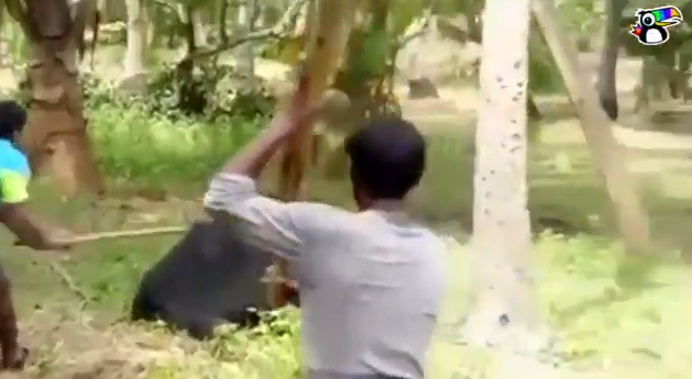 【動画】インド人の熊の倒し方、いくらなんでもやばすぎるｗｗｗｗ