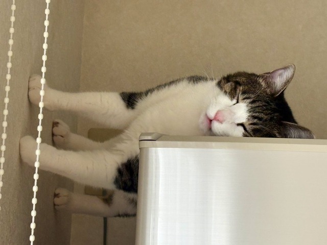 【混乱必至】猫の“直立横寝”に4.2万人困惑「理解が追いつかない」
