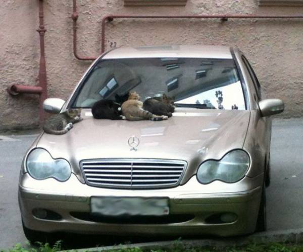 お前らが笑った画像を貼れ in 車板『意味が分かると切ない漫画、翔太 麻里 博士』哲学ニュースnwk