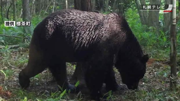 北海道・釧路町でハンターが駆除のクマ　ＯＳＯ１８駆除と判明　4年前から少なくとも牛66頭襲う