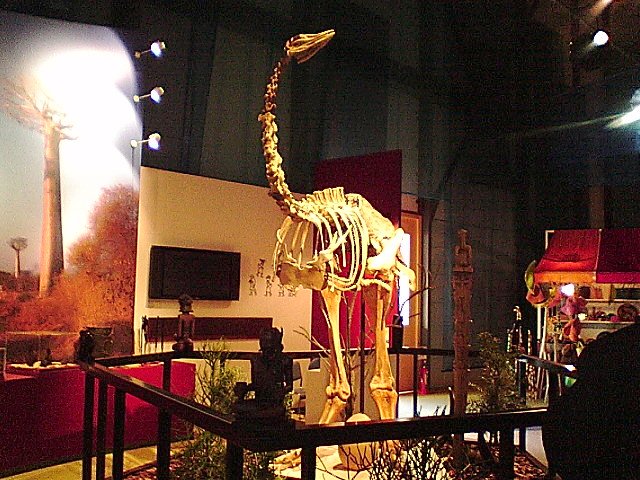 エレファントバード