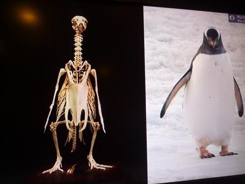 ペンギン１