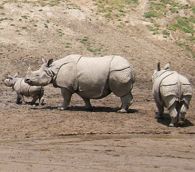 Indian_Rhinoceros