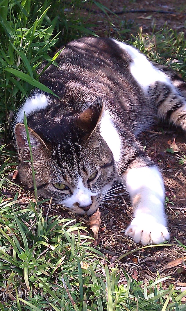 猫３