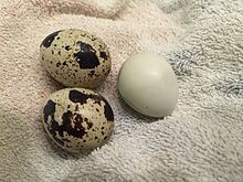 220px-Quail's_egg2015082