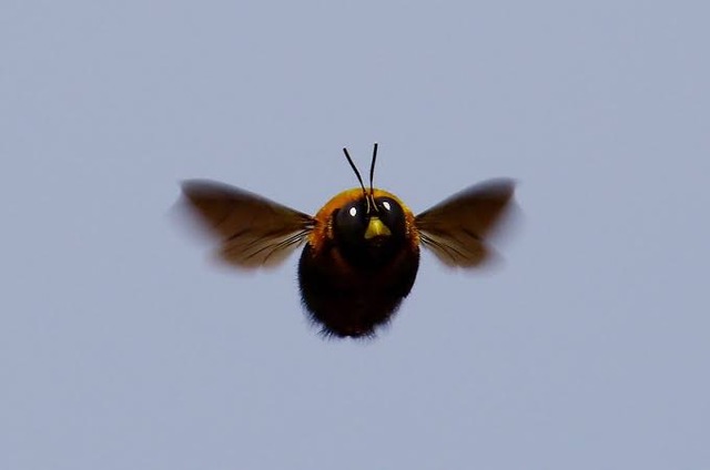 専門家「クマバチは物理的に飛べる体型じゃないが頑張っているから飛べる」