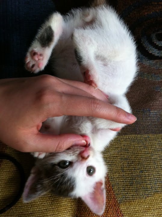 猫２