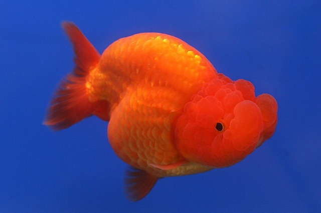 Goldfish_Ranchu_2