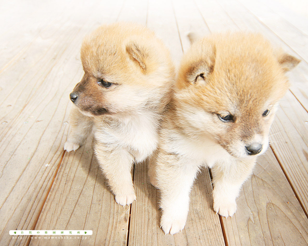 柴犬の可愛さは異常 存在自体が反則哲学ニュースnwk 柴犬の可愛さは異常 存在自体が反則哲学ニュースnwk