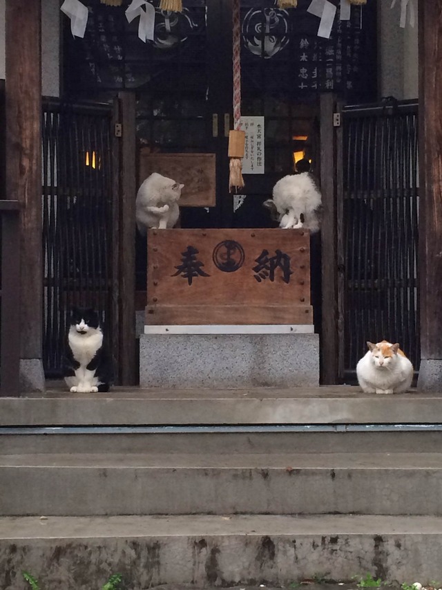 猫