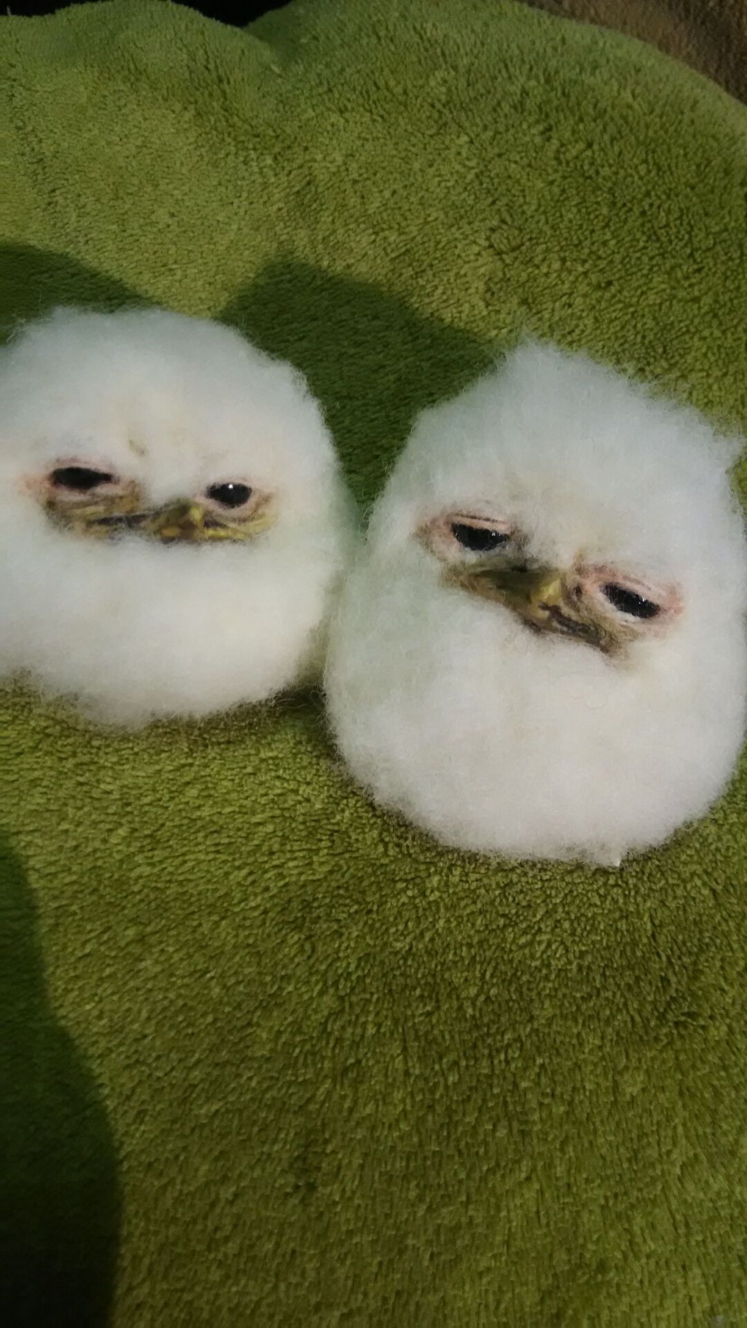 思わず吹いた画像貼るのだ 麻原彰晃転生 気になるまとめニュース