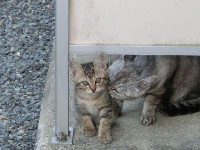 20130222181935_625_1