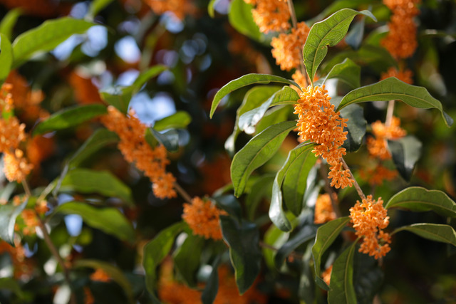 Osmanthus_fragrans_(orange_flowers)