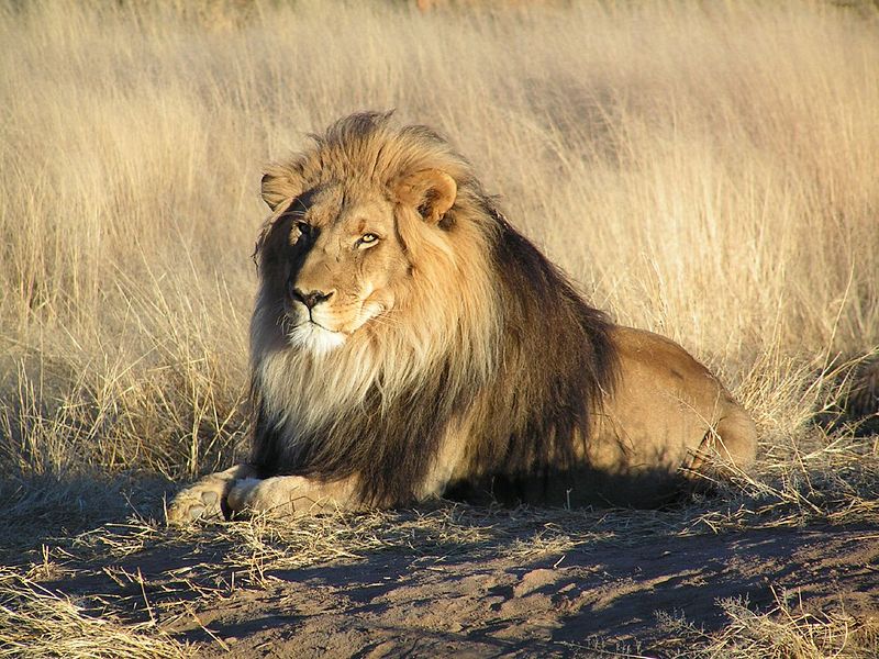 地球上で最強のモンスター 動物 はライオンだけど2位はなにか 地球上で最強のモンスター 動物 はライオンだけど2位はなにか