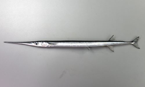 【画像】「ダツ」とかいう魚、めちゃくちゃ鋭い　お前らの想像の1.25倍鋭い