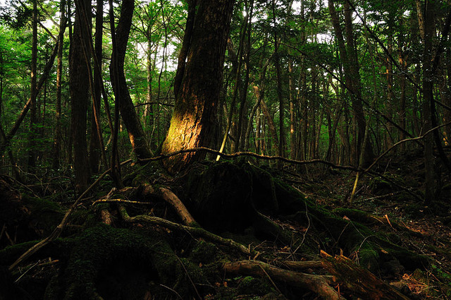 800px-Aokigahara_forest_01