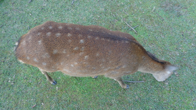 DSC03487インスタ済