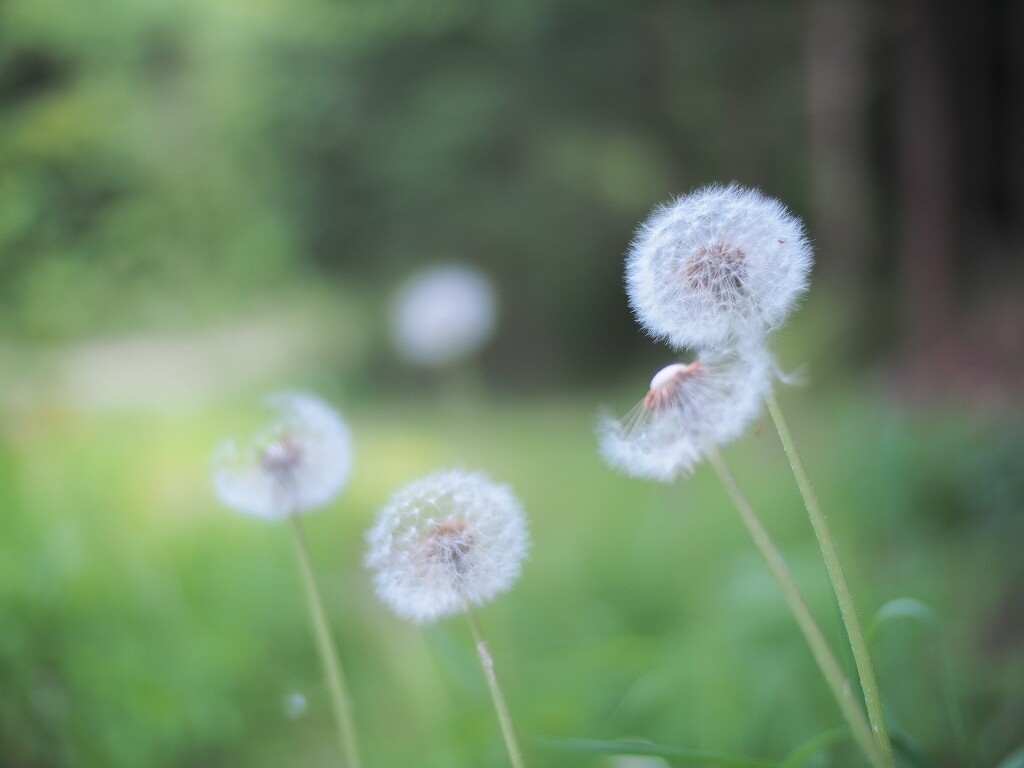 タンポポの綿毛 風景徒然