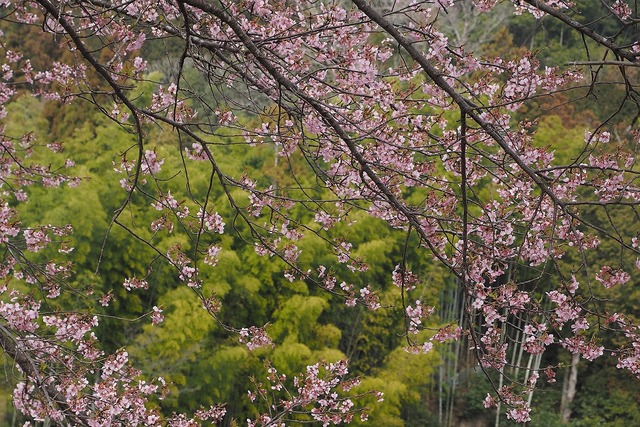 河津桜１ (2)-s