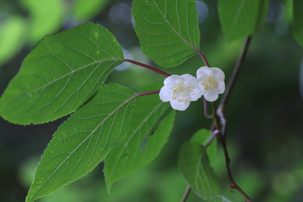 マタタビの花 風景徒然