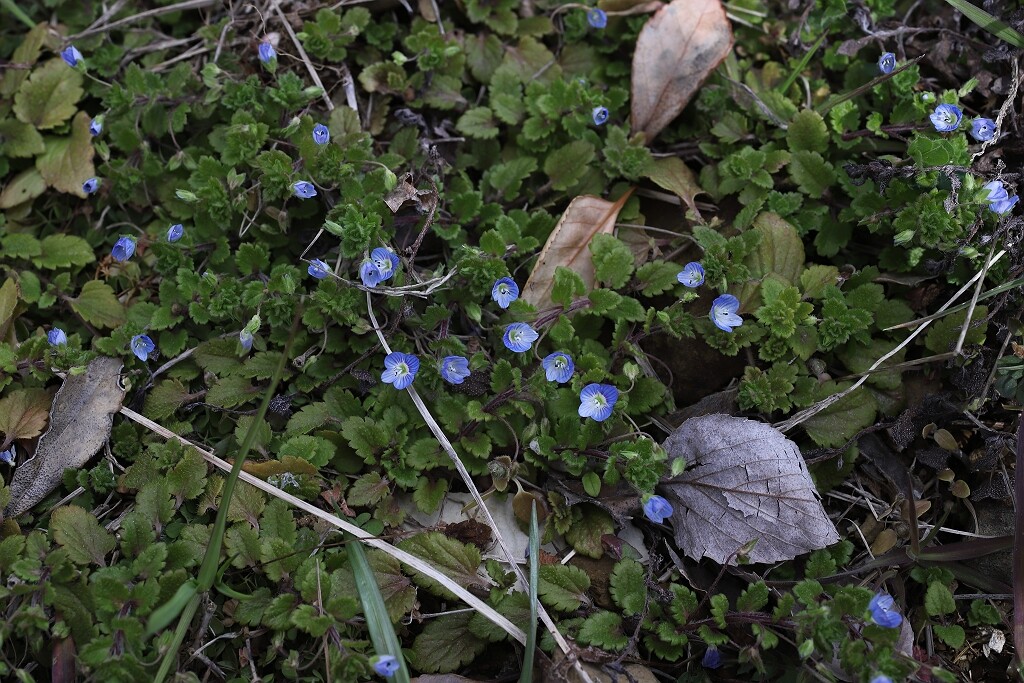 オオイヌノフグリとタチイヌノフグリ 風景徒然