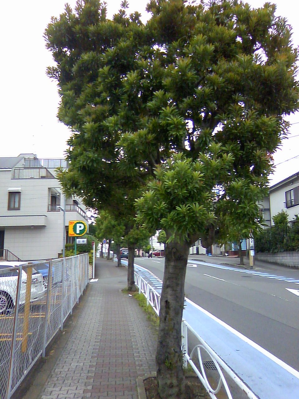 街路樹 ヤマモモ ニッポン観測所 ちょっと見つけたヒントなど