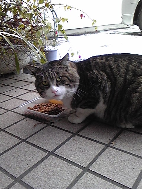 冬の朝のこぐま 外猫 かわいく撮れました お気楽ネコののんきな日々 屋根裏