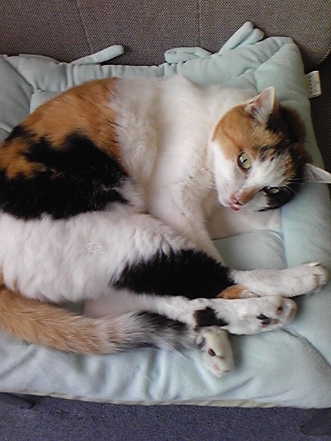 ここはプチ猫カフェ 猫がいる歯医者さん 佐久間歯科 福島市新浜町 お気楽ネコののんきな日々 屋根裏