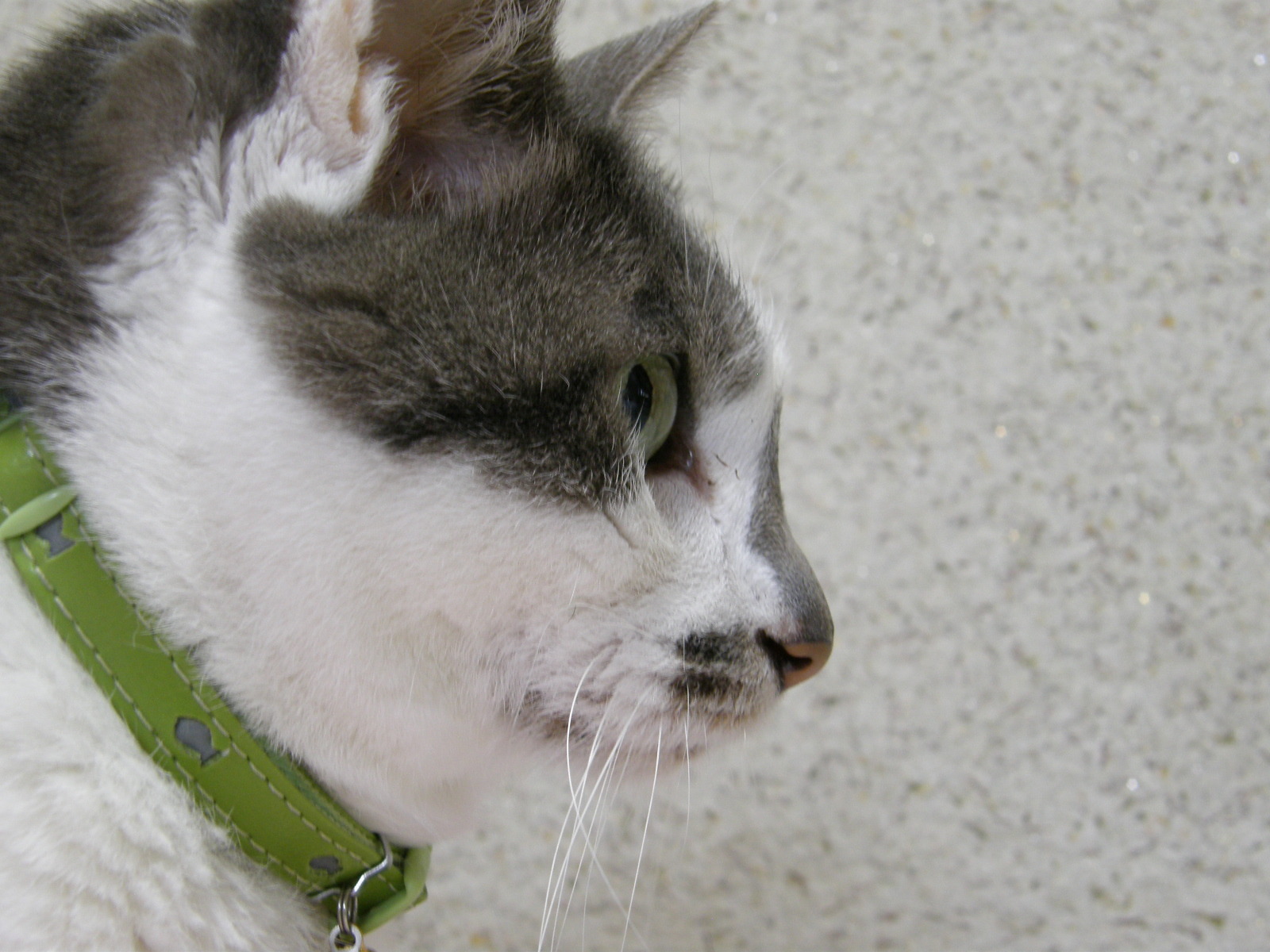 似ている 似ていない シニア親子猫の横顔 お気楽ネコののんきな日々 屋根裏