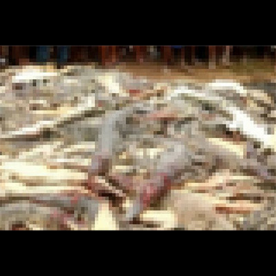【閲覧注意】人食いワニ300匹 vs. 怒り狂った地元住民300人(動画あり)
