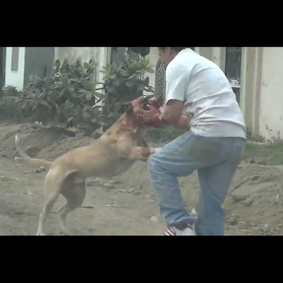 【閲覧注意】人間は「犬にすら勝てない」という事がよく分かる映像をご覧ください…