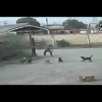 成人男性と犬6匹が殺し合いをしたらこうなる・・・衝撃映像