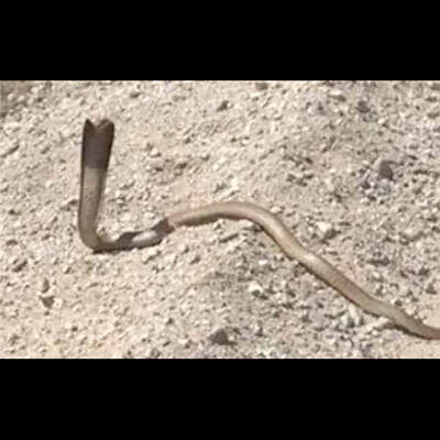 【恐怖】キングコブラを銃で絶対に撃ってはいけない理由・・・・・(動画あり)