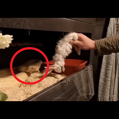 【エヴァ】アスカ「ば、バカじゃないの♡もう…勝手にして♡」アスカの尻を見て勃っちゃったシンジが物陰に隠れていたら綾波に見られちゃって迫られてセックス