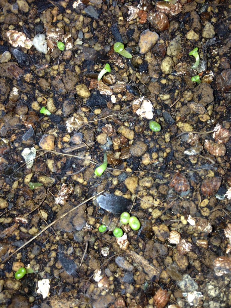 ぼんやり サボテン 多肉植物