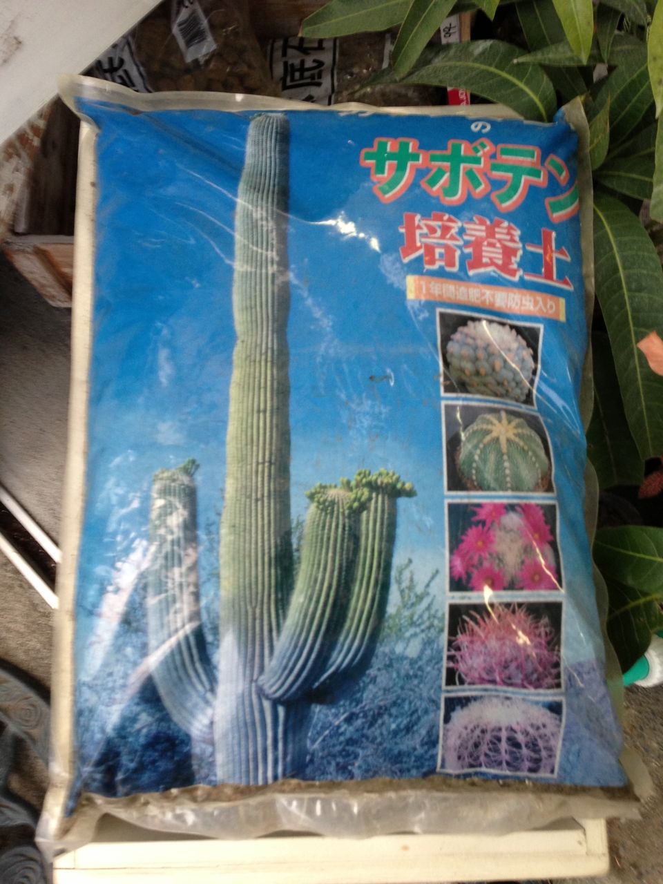 ぼんやり サボテン 多肉植物