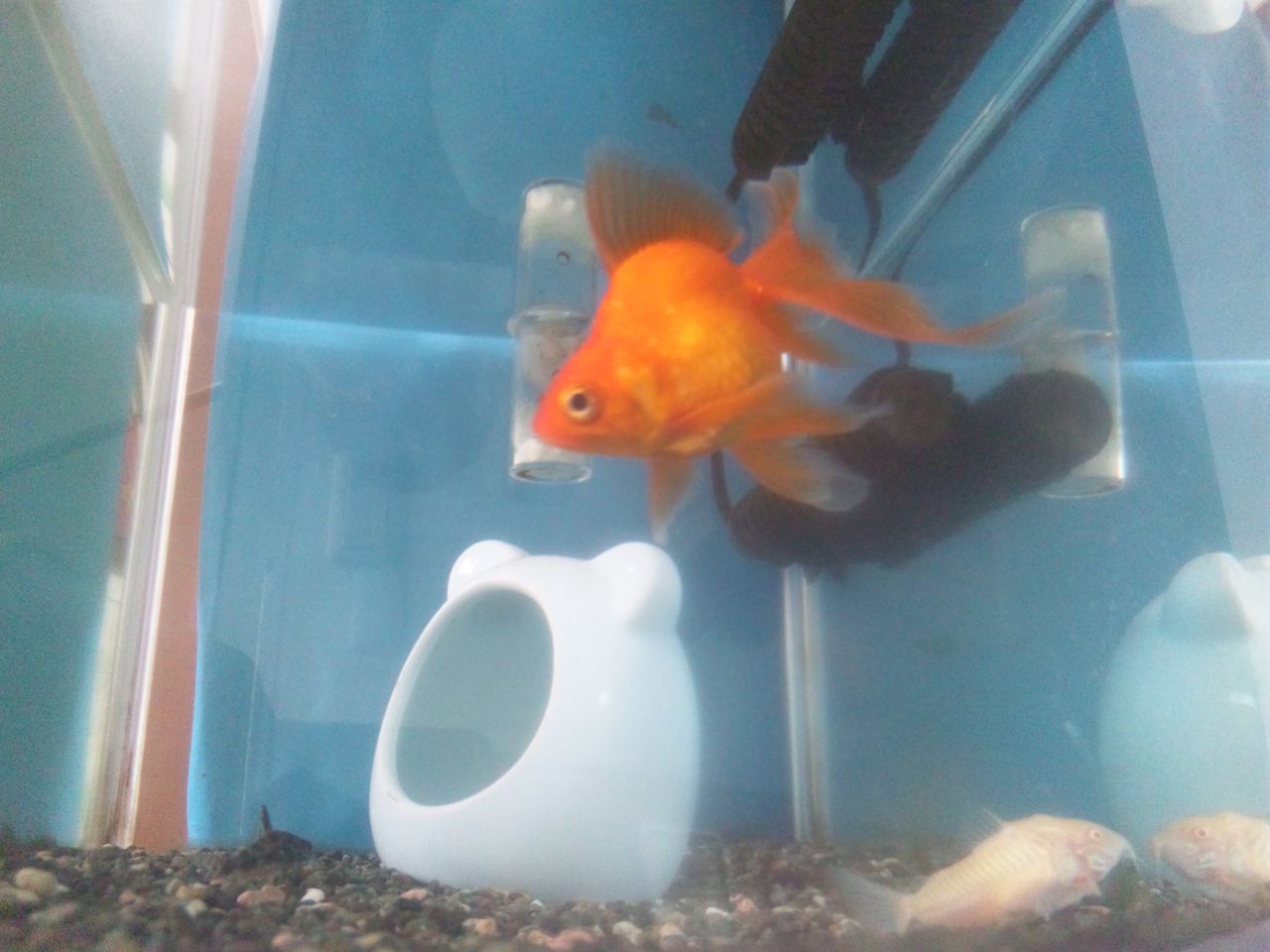 外掛けフィルター掃除 金魚って良いよねぇ
