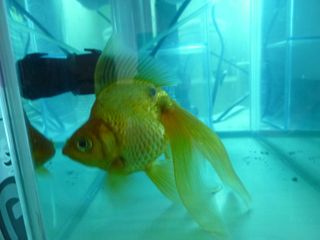 金魚白カビ病3日目 金魚って良いよねぇ 金魚白カビ病3日目 金魚って良いよねぇ