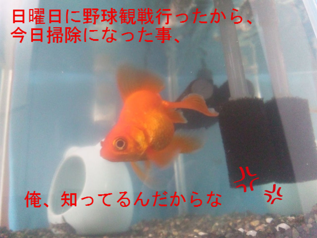 外掛けフィルター掃除 金魚って良いよねぇ 外掛けフィルター掃除 金魚って良いよねぇ