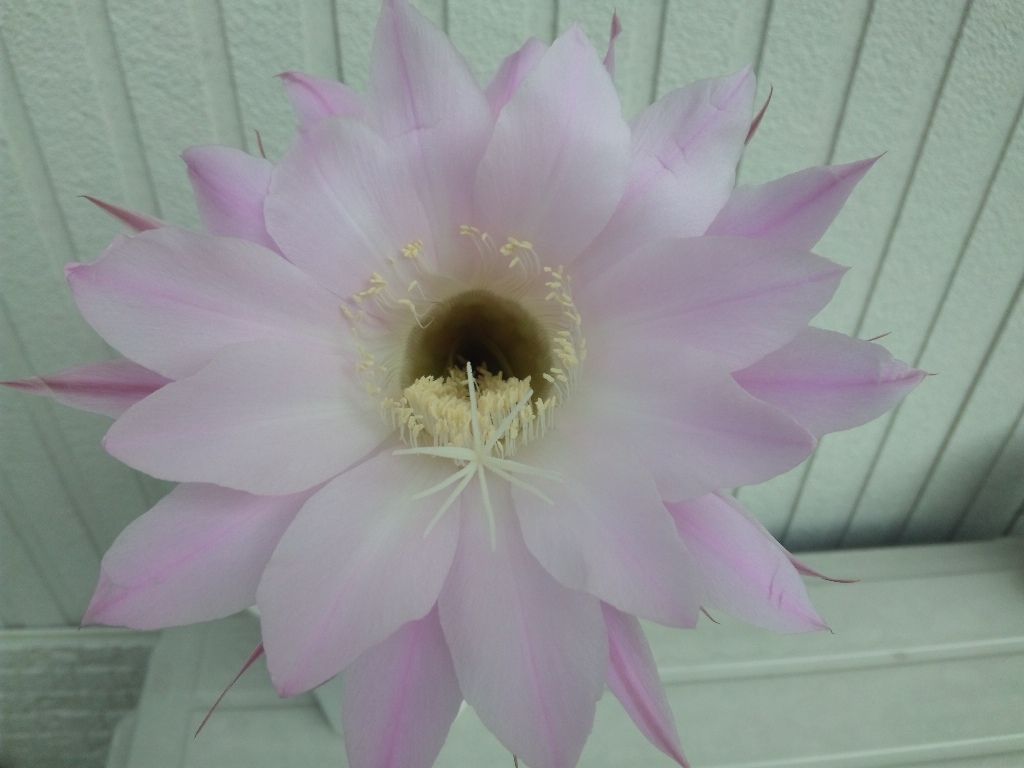 長盛丸の２つ目の花が咲きました サボテン 多肉な日々