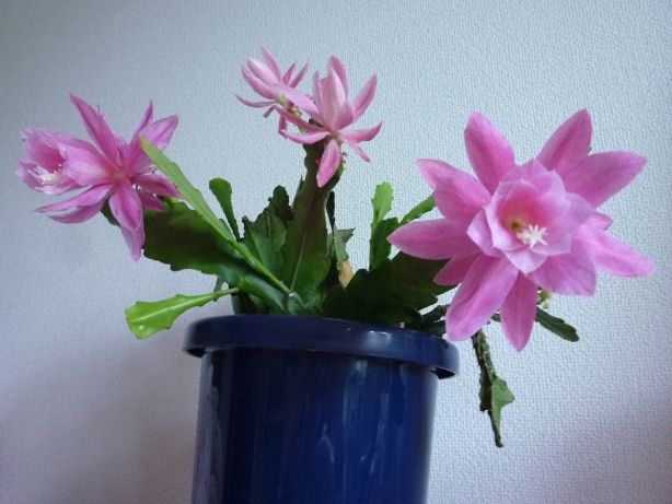 ②孔雀サボテン みなとまつり