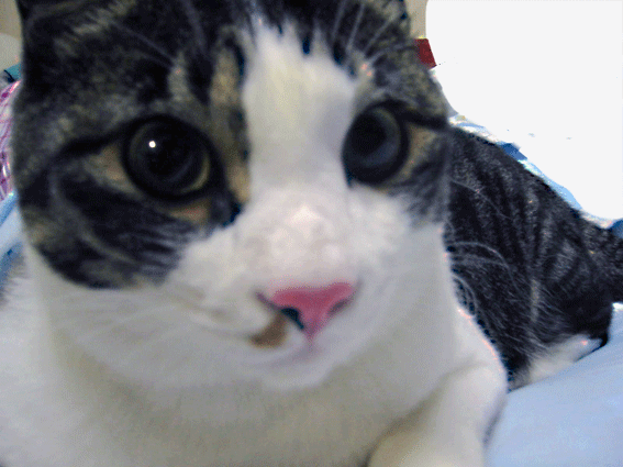 はなくそ めろたん ねこじゃらし 猫ネコこねこね