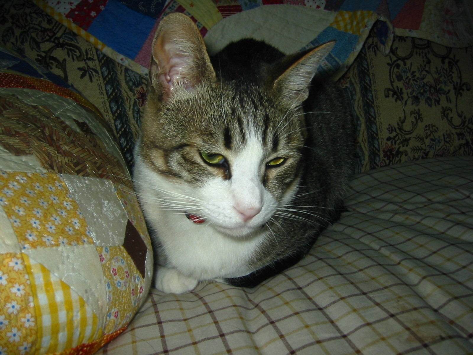 ブスっこ ちーくん ねこじゃらし 猫ネコこねこね